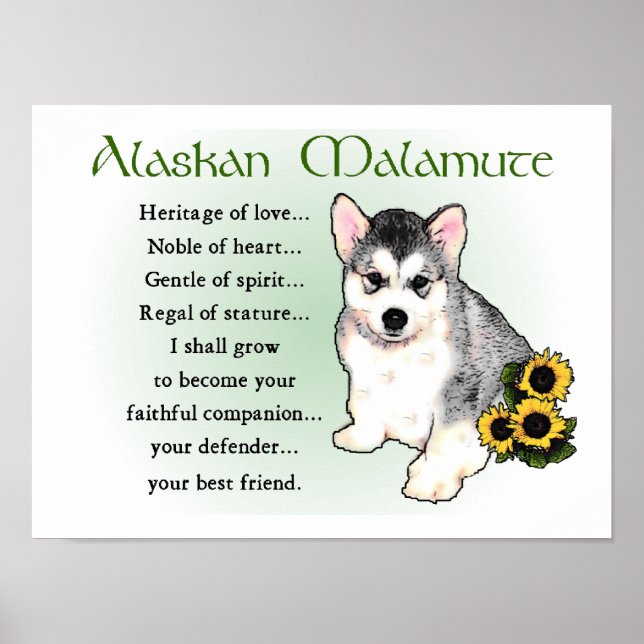 Póster Regalos de Alaskan Malamute (Frente)