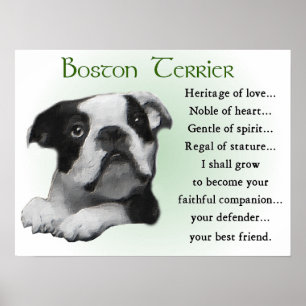 Póster Regalos de Boston Terrier