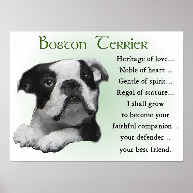 Póster Regalos de Boston Terrier (Frente)