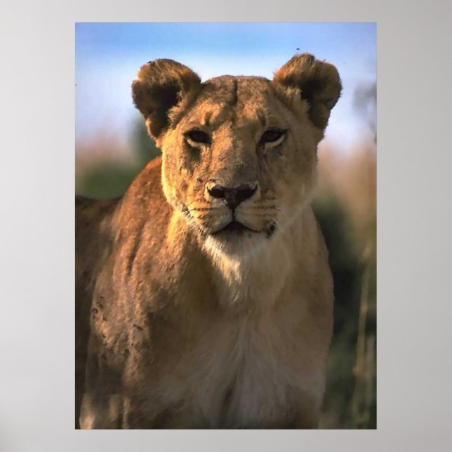 Póster Regalos de Lioness Lion Lovers (Frente)