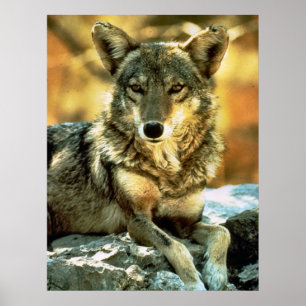 Póster Regalos de los amantes del coyote