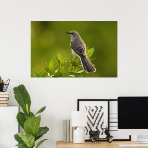 Póster Regalos de los amantes del pájaro del Mockingbird