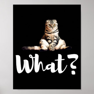 Póster Regalos divertidos de gatitos lindos de gatos Scot