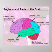 Regiones y partes del cerebro