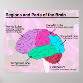 Póster Regiones y partes del cerebro