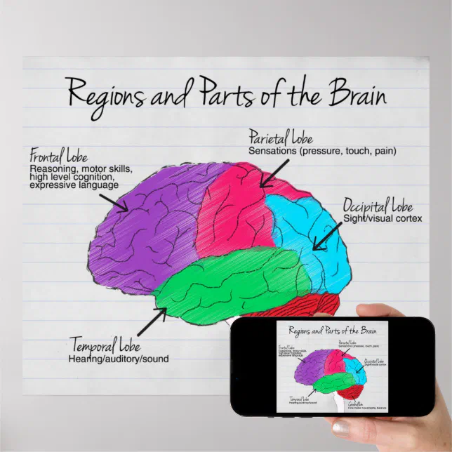 diagrama de partes del cerebro