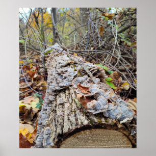 Póster Registro de árbol de Barnacle