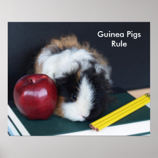 Póster Regla de Cuyes