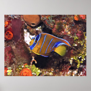 Póster Reina Angelfish juvenil