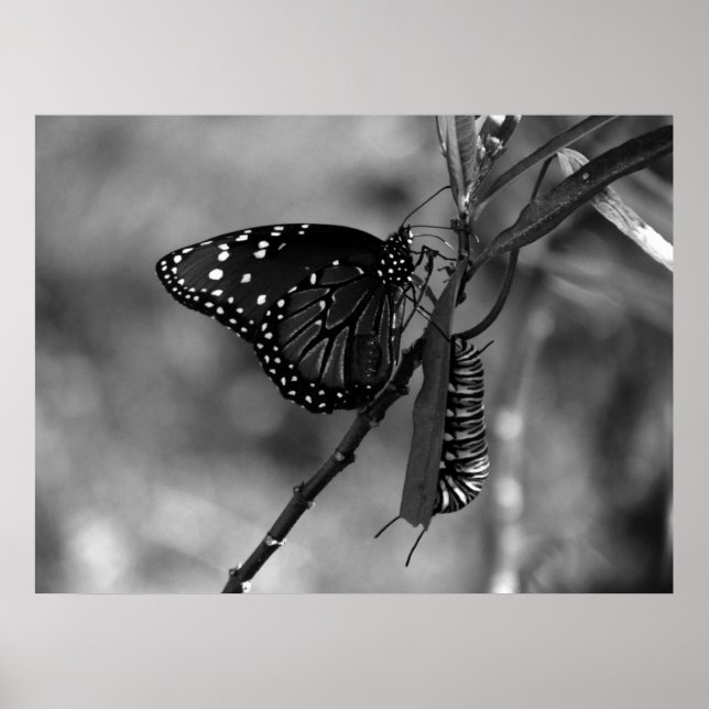 Póster Reina mariposa con Monarch Caterpillar en B & W (Frente)