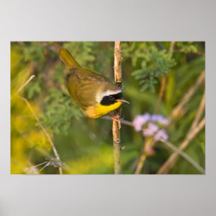 Póster Reinita Común (Geothlypis trichas) macho,