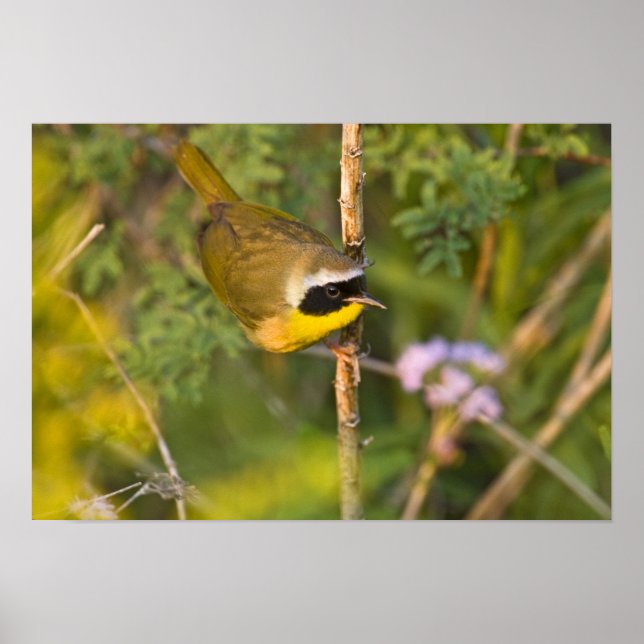 Póster Reinita Común (Geothlypis trichas) macho, (Frente)