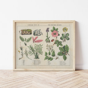 Póster Reino de la Vegetación   Charlotte Mary Yonge