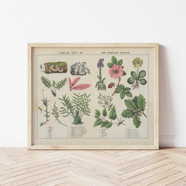 Póster Reino de la Vegetación | Charlotte Mary Yonge (Subido por el creador)