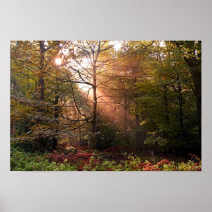 Póster Reino Unido. Bosque de Dean. Rayo de sol penetrand