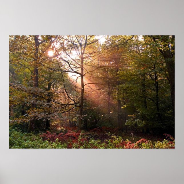 Póster Reino Unido. Bosque de Dean. Rayo de sol penetrand (Frente)