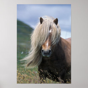 Póster Reino Unido, Escocia, Islas Shetland, pony Shetlan
