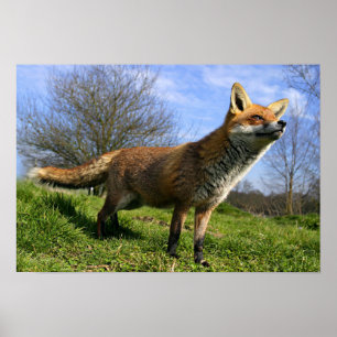 Póster Reino Unido, Inglaterra. Zorro Rojo Vulpes vulpes)