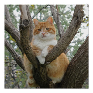 Póster Relajación de 20" x 20",Papel Poster,Semibrillo