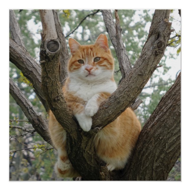 Póster Relajación de 20" x 20",Papel Poster,Semibrillo (Anverso)