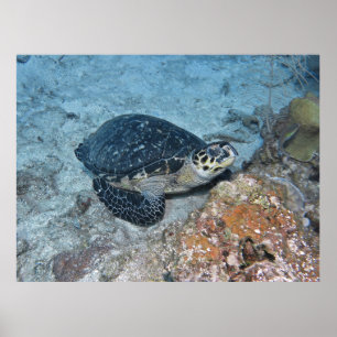 Póster Relajante Hawksbill