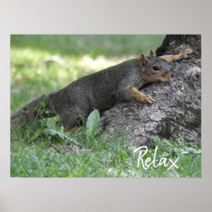 Póster Relajarse Ardilla descansando en raíces de árboles