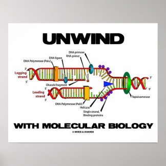 Póster Relajarse con la biología molecular (replicación d