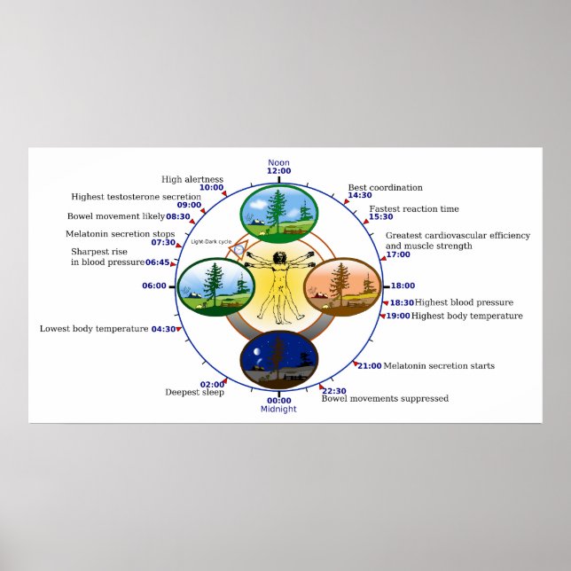 Póster Reloj biológico de sueño del ritmo circadiano huma (Frente)