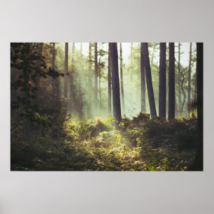 Póster Remiendo de la maleza del bosque en el bosque