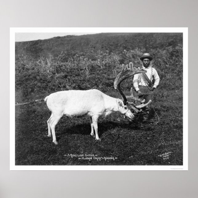 Póster Reno y esquimo Alaska 1920 (Frente)