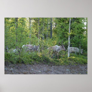 Póster Renos en Lapland poster
