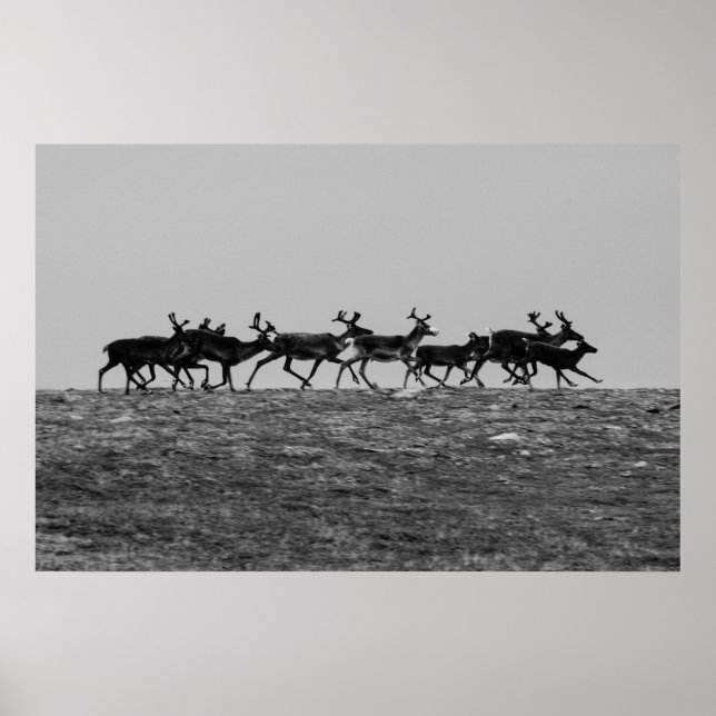 Póster Rentador en ejecución (Frente)