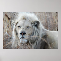 Reposo de León Blanco de Sudáfrica