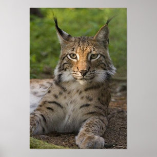 Póster reposo de linx magnífico