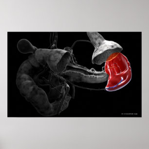 Póster Representación artística 3d del bazo