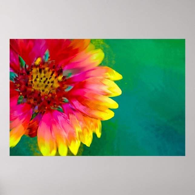 Póster Representación artística de la flor Indian Blanket (Frente)