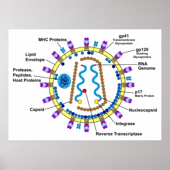 Póster Representación esquemática de un diagrama de VIH-V (Frente)