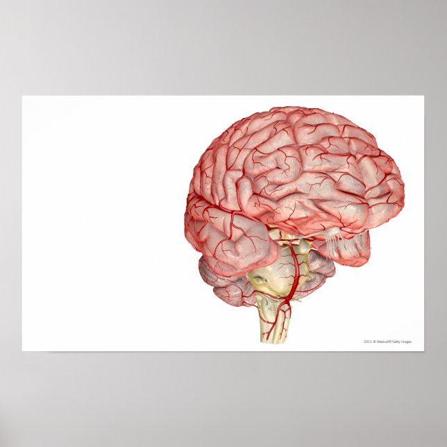 Póster Representación realista del cerebro humano (Frente)