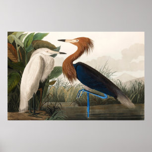 Póster Reproducción de garza morada, 1835 Placa CCLVI