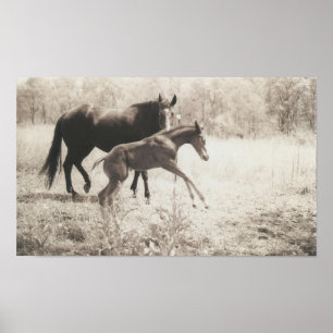 Póster Reproducción de puntos