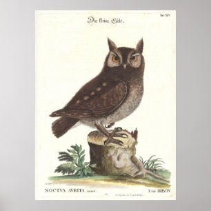 Póster Reproducción del este de Catesby Seligman del búho