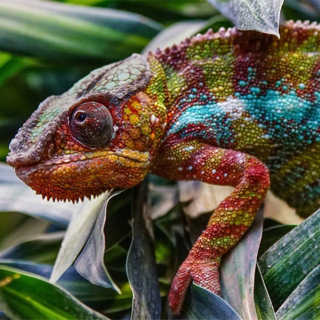 Póster Reptil (A close-up shot captures a chameleon amidst lush green foliage.)
