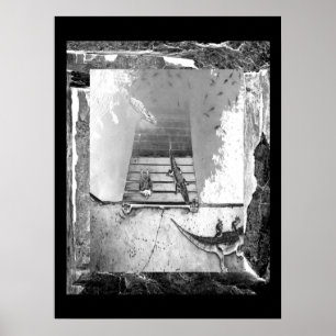 Póster Reptiles Basking