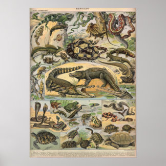 Póster Reptiles - Colección de reptiles