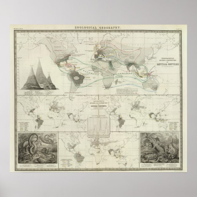 Póster Reptilia, Ophidia (Frente)