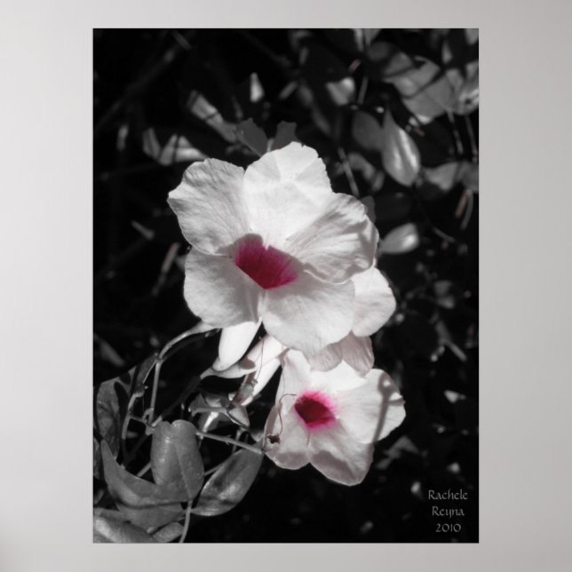 Póster Resaltar la belleza (Frente)