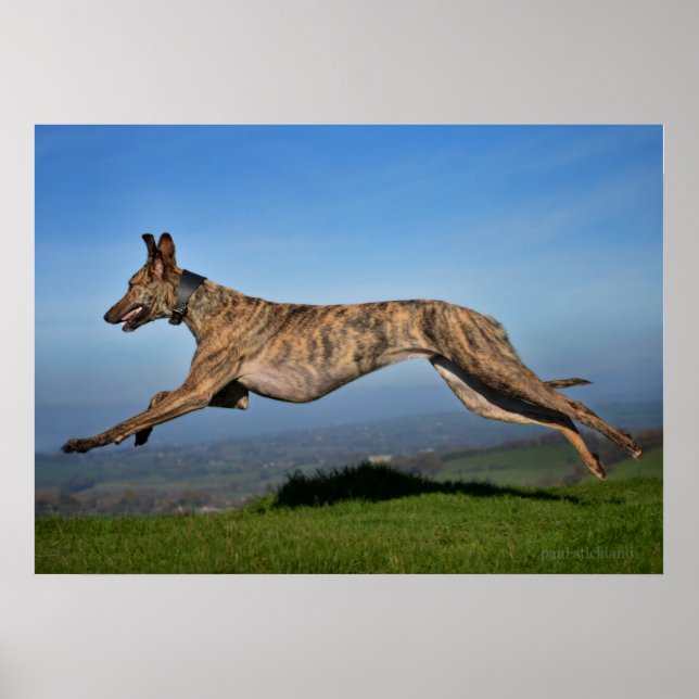 Póster Rescue Dog Greyhound Sighthound Brindling Lurcher (Frente)