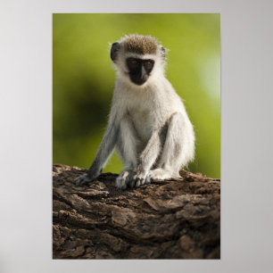 Póster Reserva de caza Samburu, Kenia, mono vervet,