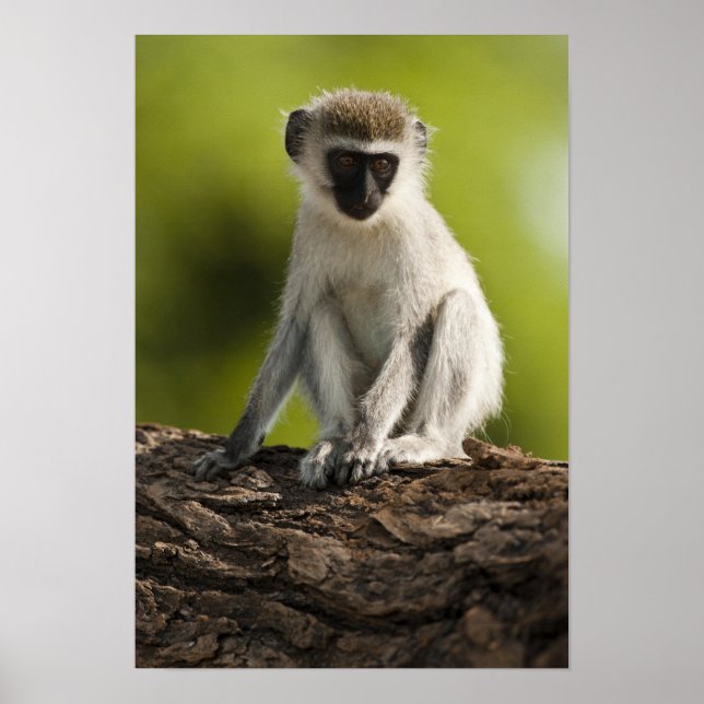 Póster Reserva de Caza Samburu, Kenya, Mono Vervet, (Frente)
