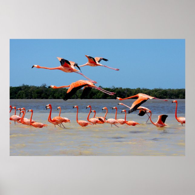 Póster Reserva de la Biosfera Celestun (Frente)